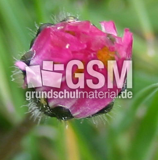 Gaenseblume-Knospe.jpg
